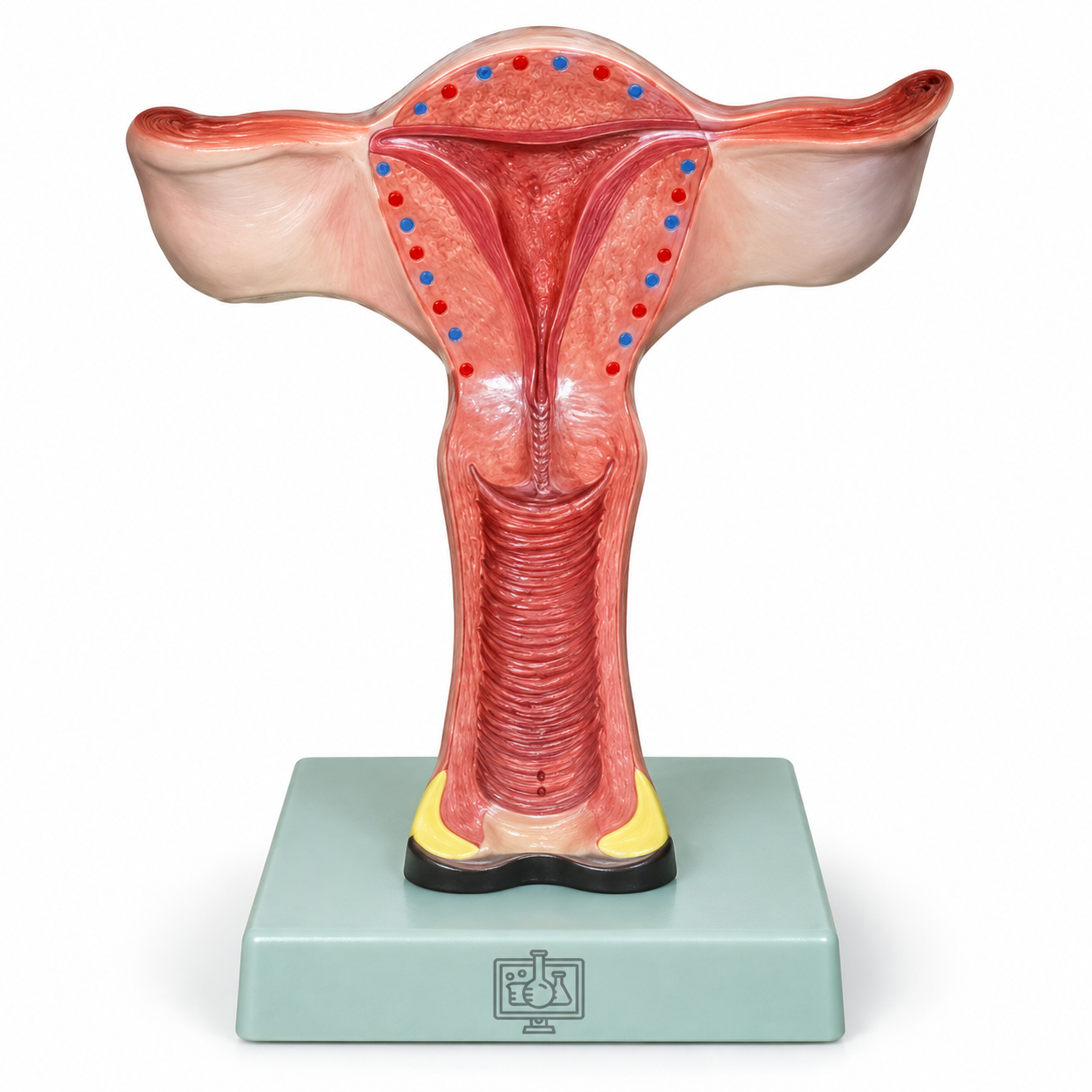 Human Model - Uterus, on Stand